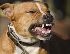Vicious dog attacking & biting, causing a personal injury lawsuit.