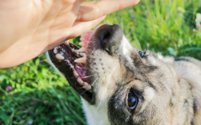 Beware Of The Dog: What To Do After You’ve Been Bit