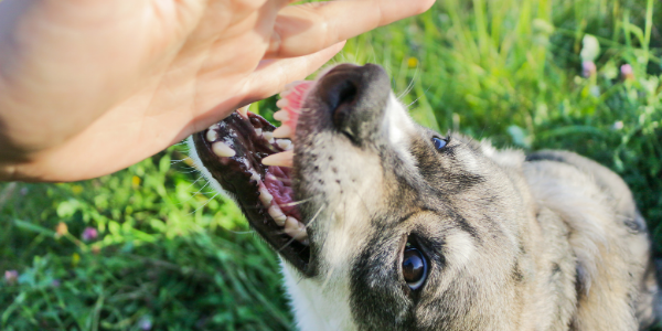 Beware Of The Dog: What To Do After You've Been Bit