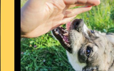 Dog Attacks While Walking Outside This Summer: Seeking Justice & Protecting Your Rights